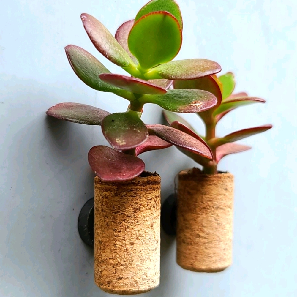 Magnetic Cork Succulent Planter - Picture 2 of 4
